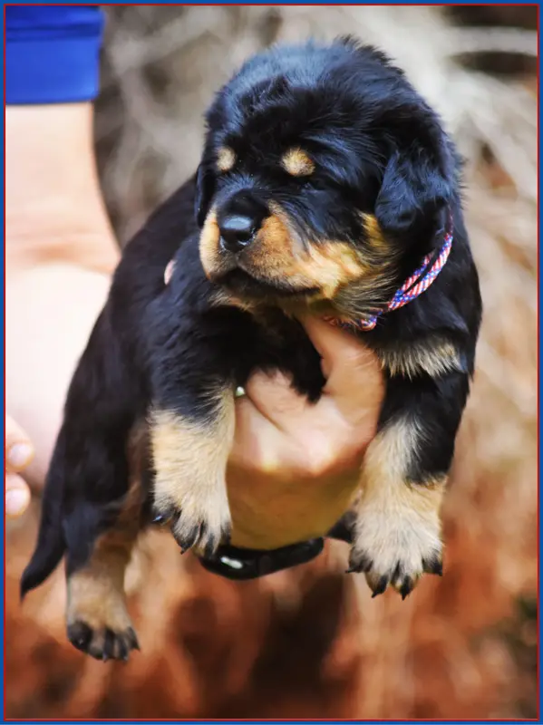 Portée de Rottweiler, élevage Vom Owane's Paradise
