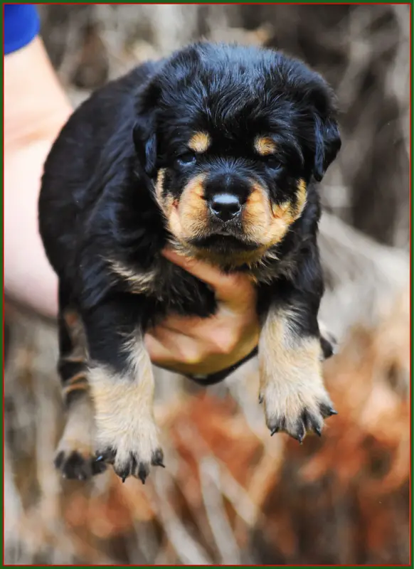 Mâle Rasta, Rottweiler, élevage Vom Owane's Paradise
