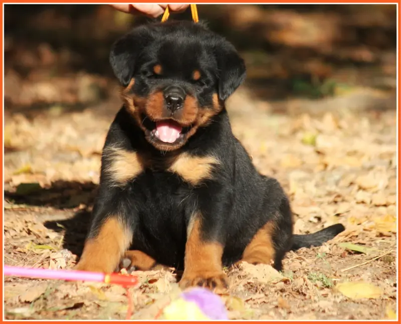 « B » Shany, Rottweiler, élevage Vom Owane's Paradise