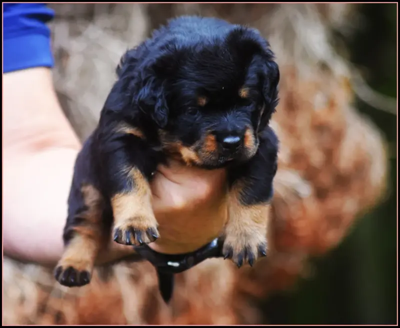 Portée de Rottweiler, élevage Vom Owane's Paradise