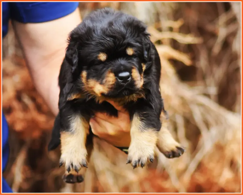 Mâle Orange, Rottweiler, élevage Vom Owane's Paradise