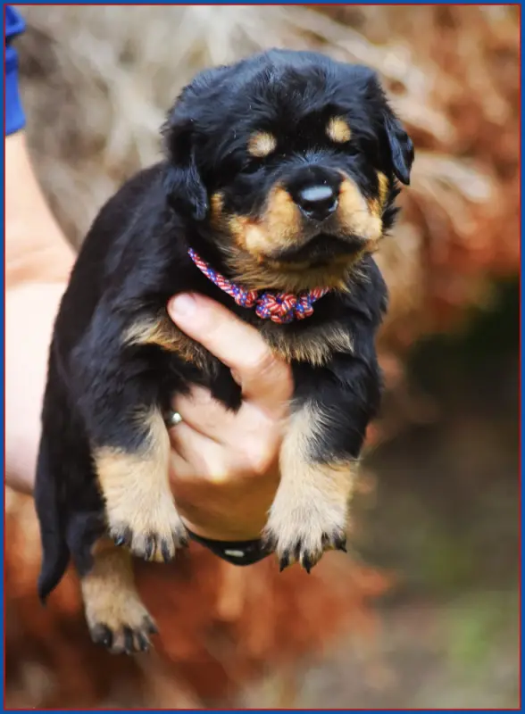 Portée de Rottweiler, élevage Vom Owane's Paradise