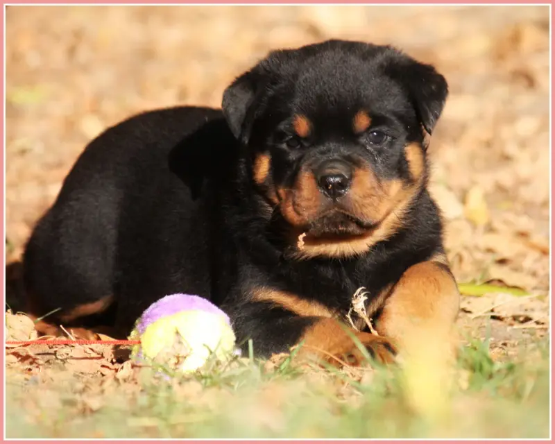 Black Mamba, Rottweiler, élevage Vom Owane's Paradise