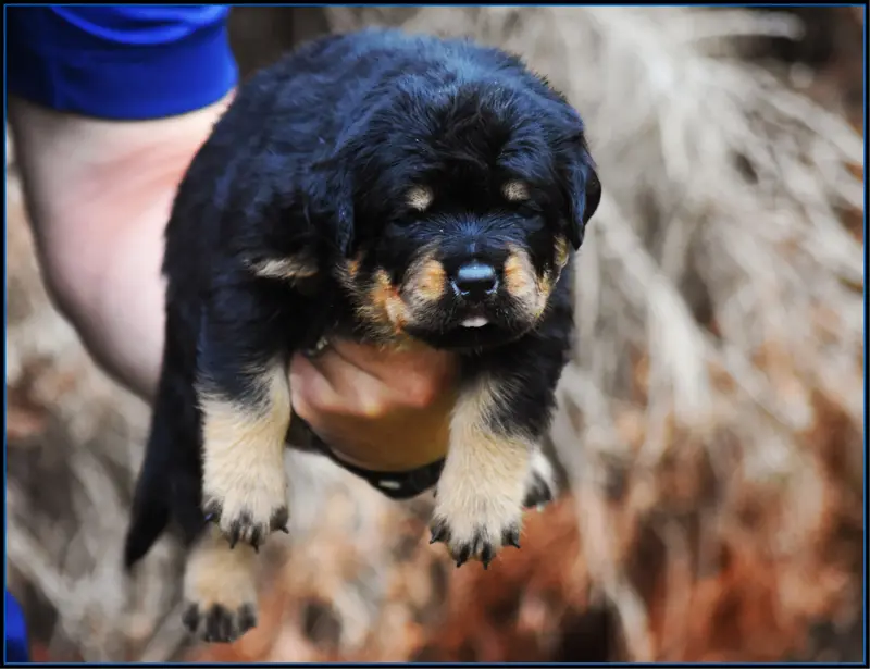 Mâle Bleu & Noir, Rottweiler, élevage Vom Owane's Paradise