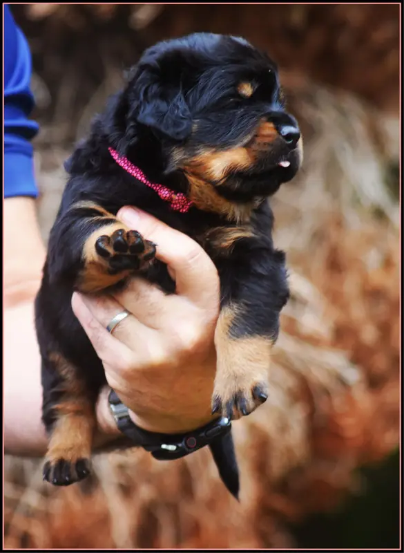 Portée de Rottweiler, élevage Vom Owane's Paradise