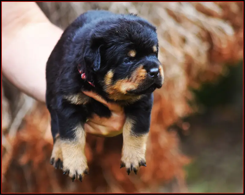 Mâle Rouge & Noir, Rottweiler, élevage Vom Owane's Paradise