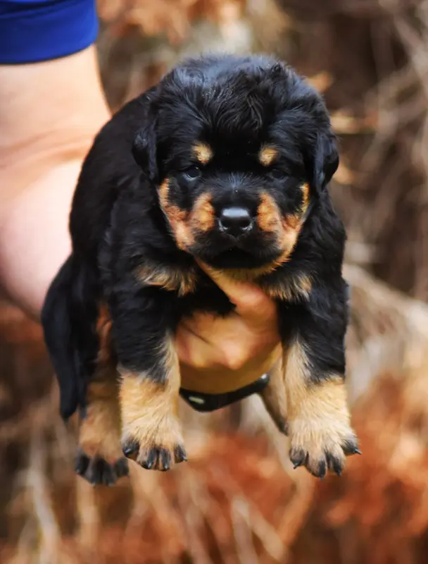 Mâle Sans Collier, Rottweiler, élevage Vom Owane's Paradise