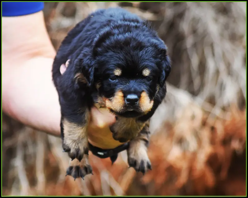 Mâle Vert & Noir, Rottweiler, élevage Vom Owane's Paradise
