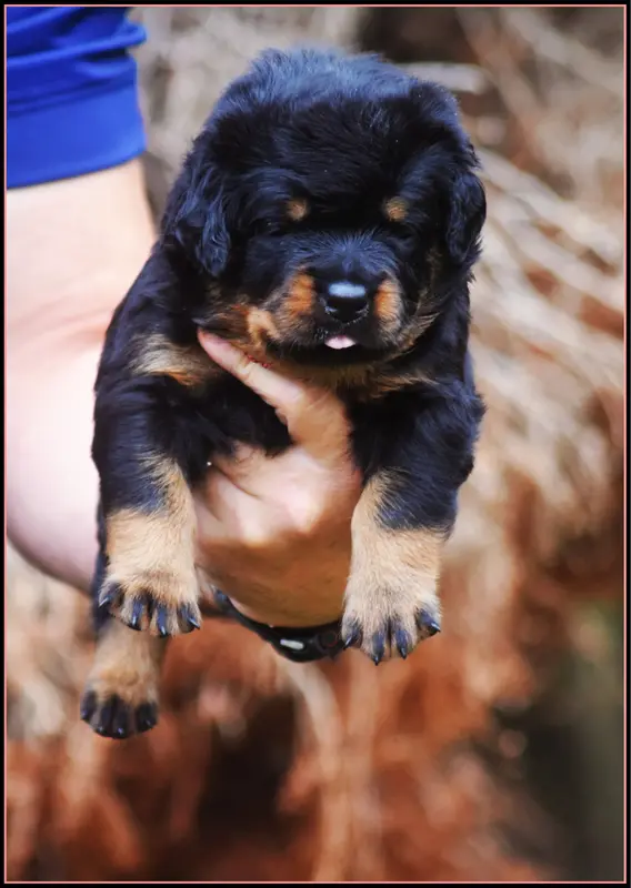 Portée de Rottweiler, élevage Vom Owane's Paradise