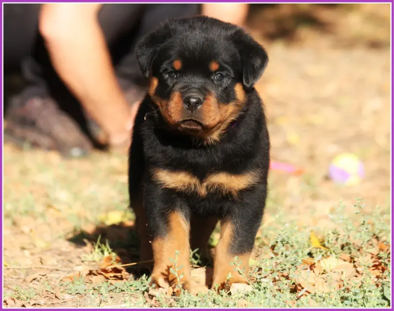 Brindille, Rottweiler, élevage Vom Owane's Paradise