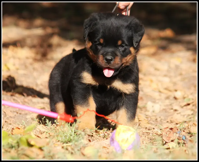 Mâle Noir, Rottweiler, élevage Vom Owane's Paradise
