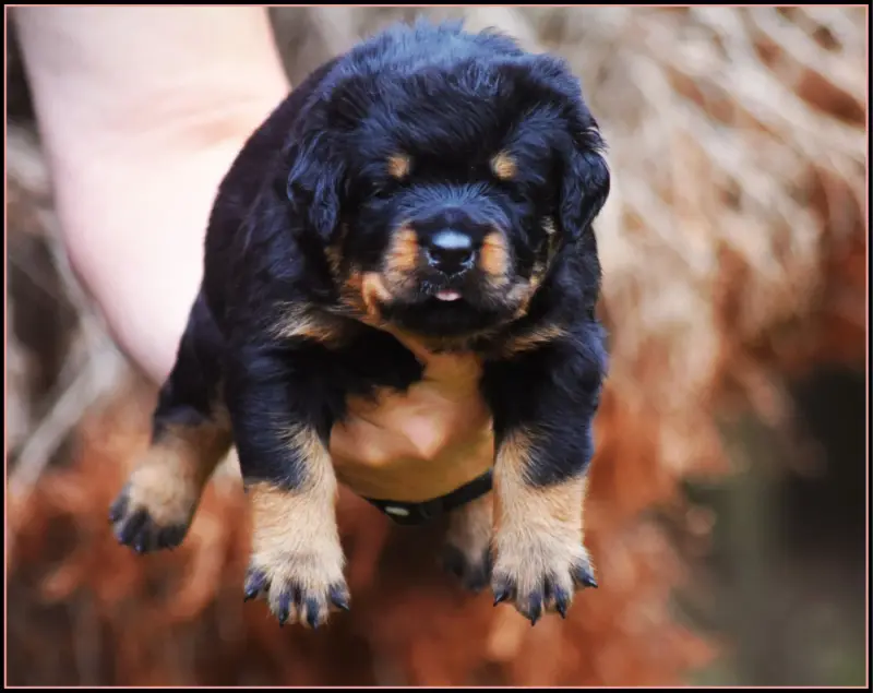 Portée de Rottweiler, élevage Vom Owane's Paradise