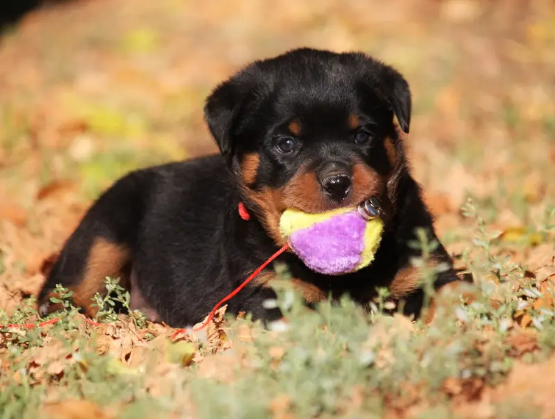 Bia Gaïa, Rottweiler, élevage Vom Owane's Paradise