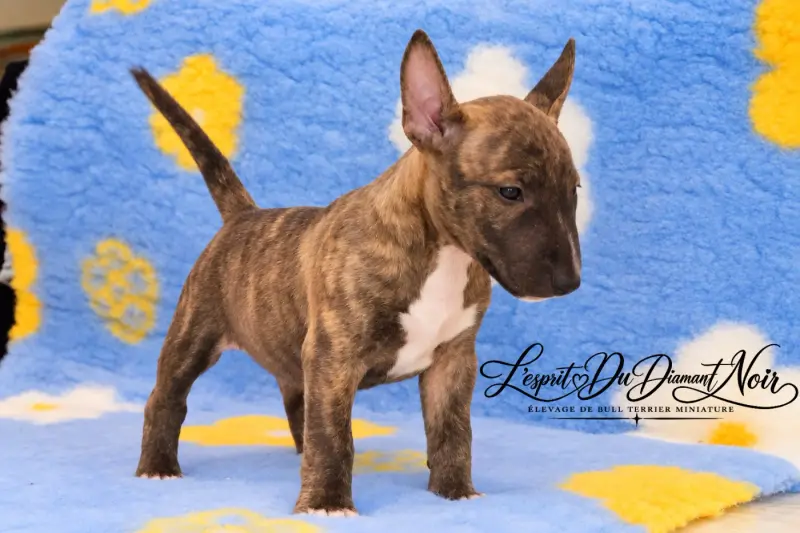Basko de l'esprit du diamant noir, Bull terrier miniature, élevage De l'Esprit du Diamant Noir