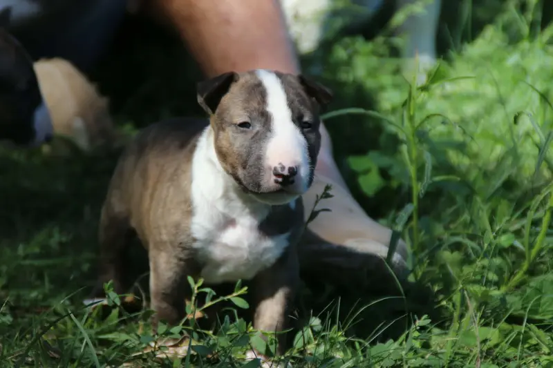 Baz de l'esprit du diamant noir, Bull terrier miniature, élevage De l'Esprit du Diamant Noir