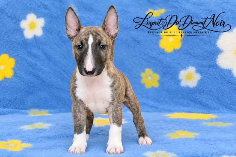 Blade de l'esprit du diamant noir, Bull terrier miniature, élevage De l'Esprit du Diamant Noir