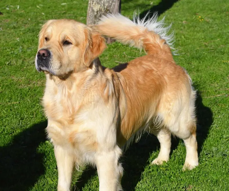 Père de la portée de Golden retriever, élevage Du Grand Tilleul de la Forge