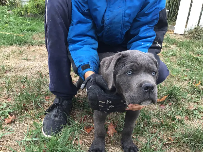 Bouba, Cane corso, élevage Du Chateau de Vergezac