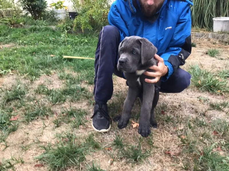 Blue, Cane corso, élevage Du Chateau de Vergezac