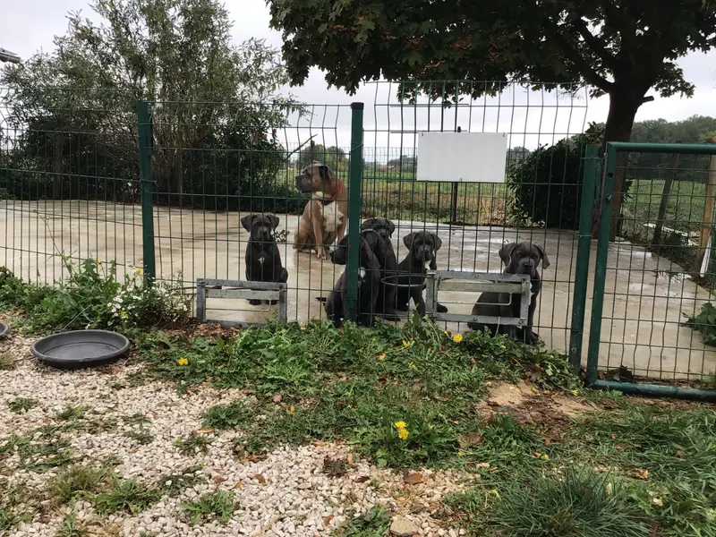 Photo de l'élevage Du Chateau de Vergezac
