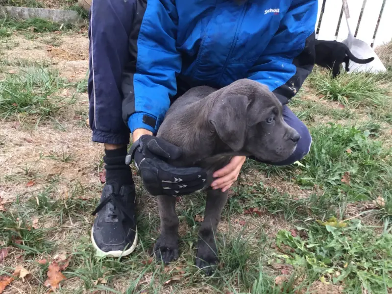 Portée de Cane corso, élevage Du Chateau de Vergezac
