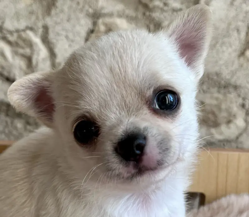 Balzac, Chihuahua, élevage Du Domaine de Montbrieux