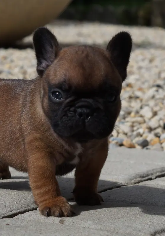 Portée de Bouledogue français, élevage Des Bulls de l'Odon