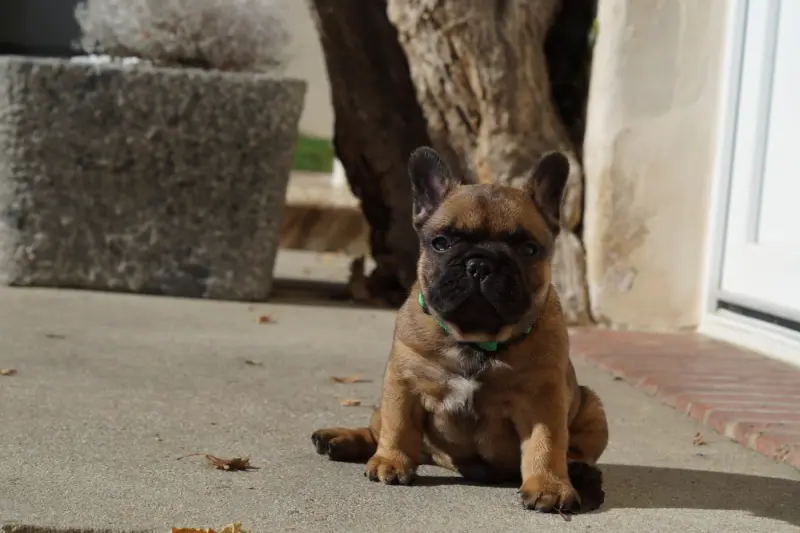 Chiot, Bouledogue français, élevage Des Bulls de l'Odon