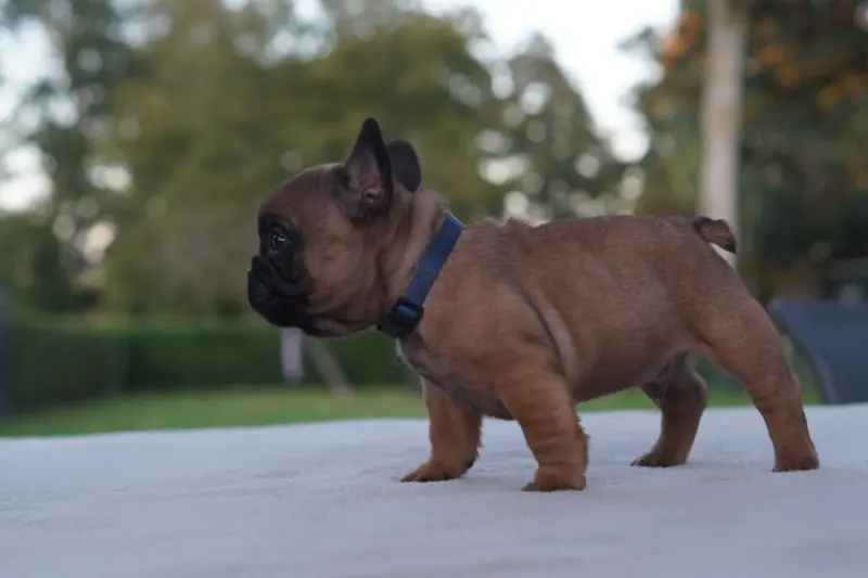 Portée de Bouledogue français, élevage Des Bulls de l'Odon