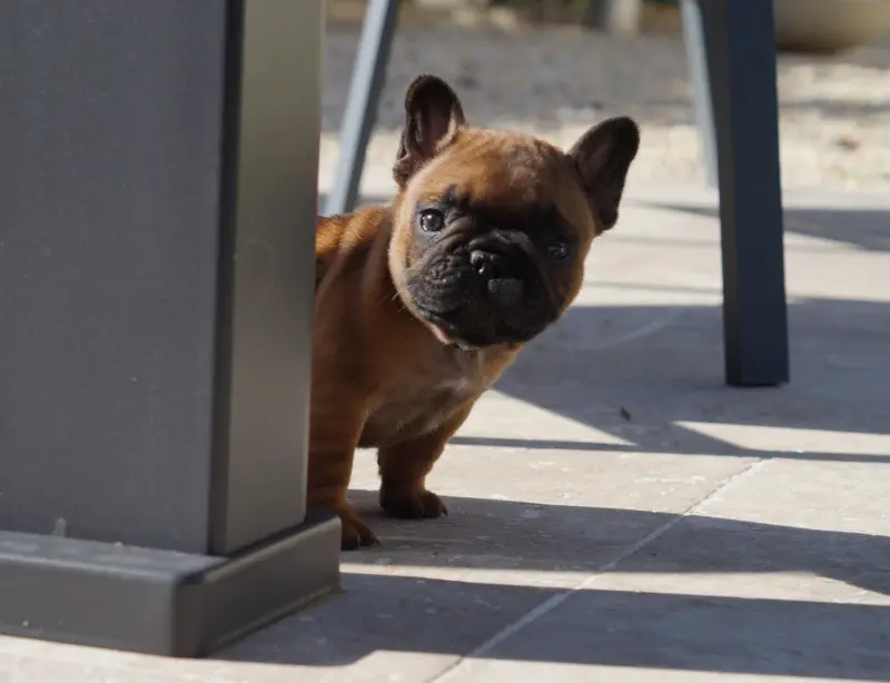 Chiot, Bouledogue français, élevage Des Bulls de l'Odon