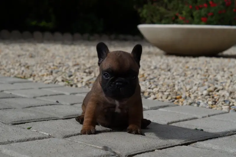 Portée de Bouledogue français, élevage Des Bulls de l'Odon