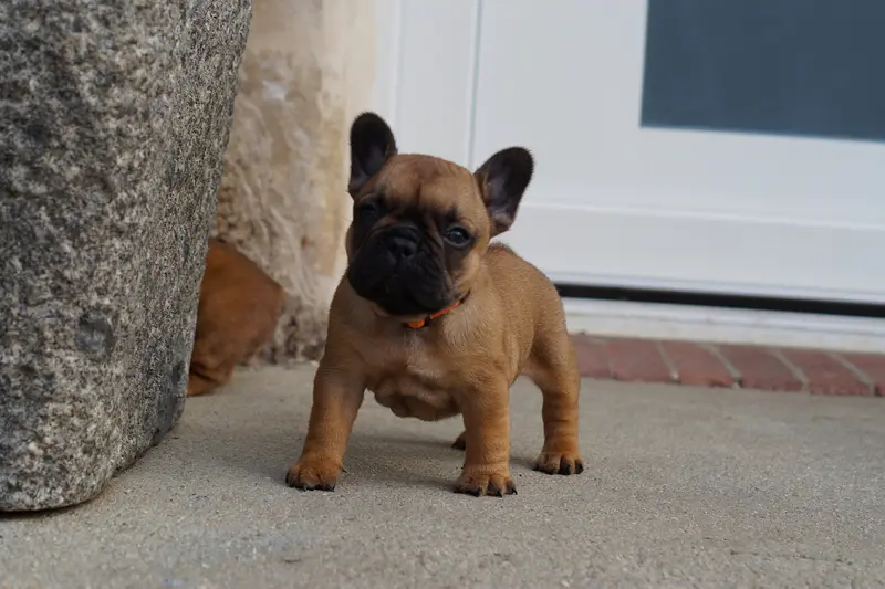 Chiot, Bouledogue français, élevage Des Bulls de l'Odon