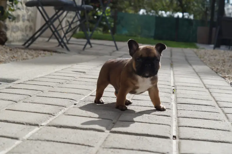 Chiot, Bouledogue français, élevage Des Bulls de l'Odon