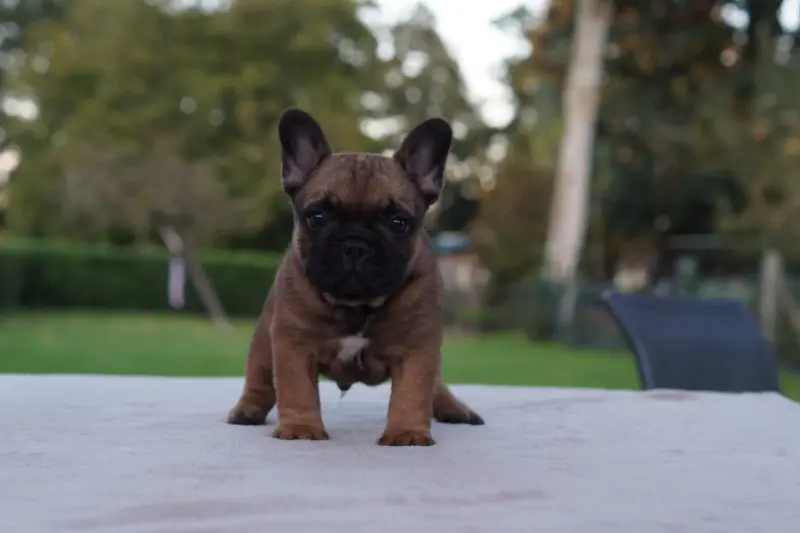 Portée de Bouledogue français, élevage Des Bulls de l'Odon