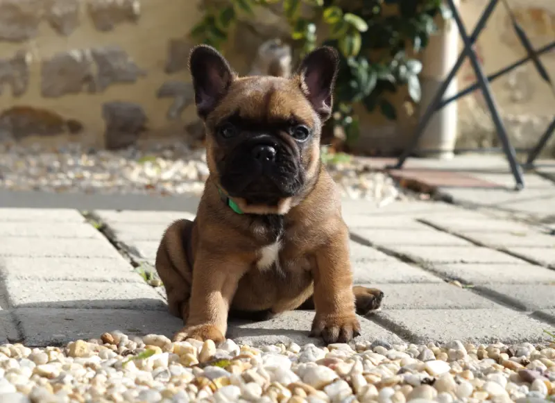 Portée de Bouledogue français, élevage Des Bulls de l'Odon