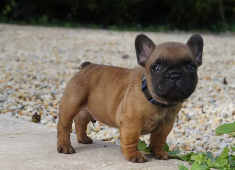 Portée de Bouledogue français, élevage Des Bulls de l'Odon