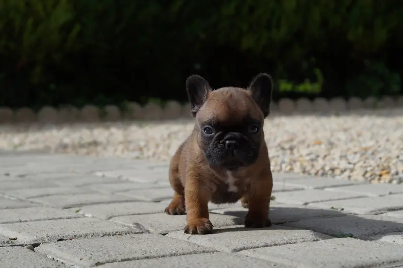 Portée de Bouledogue français, élevage Des Bulls de l'Odon