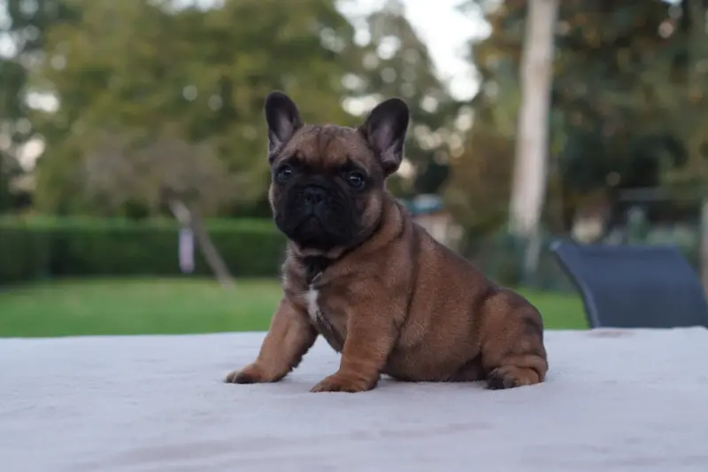 Portée de Bouledogue français, élevage Des Bulls de l'Odon