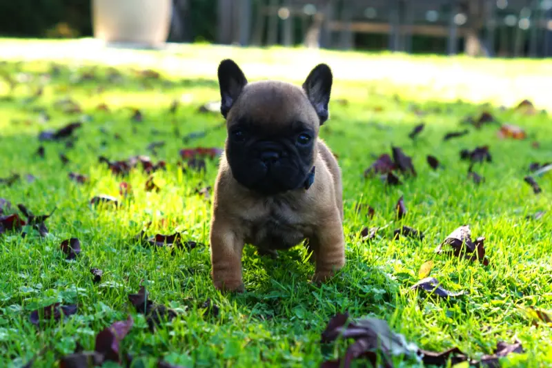 Chiot, Bouledogue français, élevage Des Bulls de l'Odon