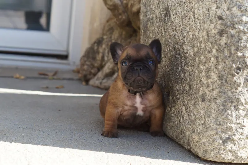Portée de Bouledogue français, élevage Des Bulls de l'Odon