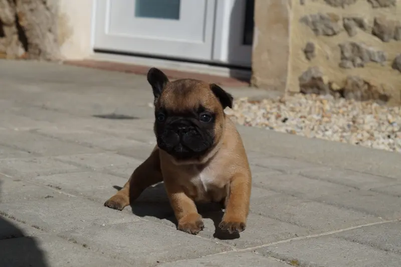 Portée de Bouledogue français, élevage Des Bulls de l'Odon