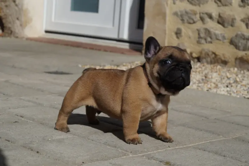Chiot, Bouledogue français, élevage Des Bulls de l'Odon