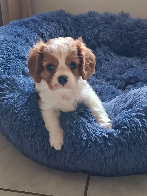 Portée de Cavalier King Charles, élevage à Villeneuve-sur-Allier