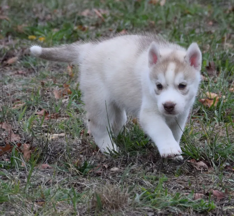 Portée de Husky sibérien, élevage à Villeneuve-sur-Allier