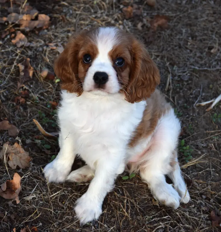 Portée de Cavalier King Charles, élevage à Villeneuve-sur-Allier