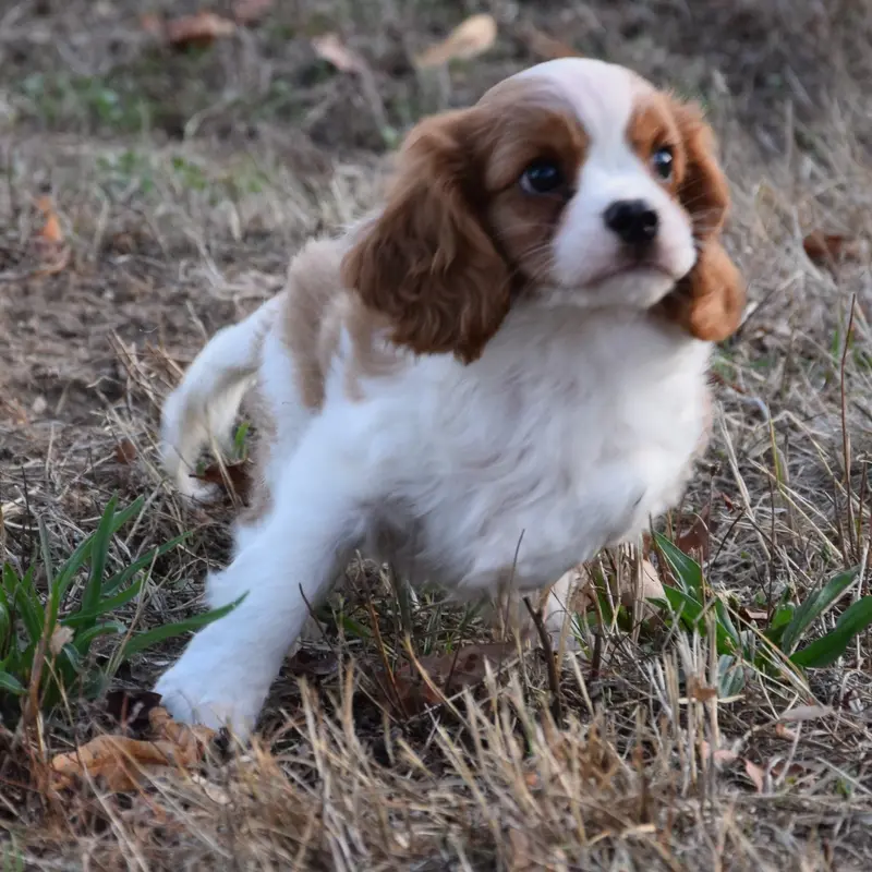 Portée de Cavalier King Charles, élevage à Villeneuve-sur-Allier