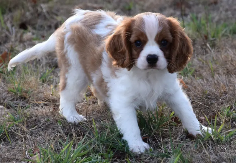 Portée de Cavalier King Charles, élevage à Villeneuve-sur-Allier