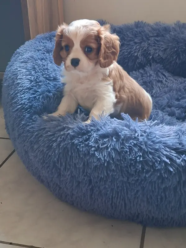 Portée de Cavalier King Charles, élevage à Villeneuve-sur-Allier