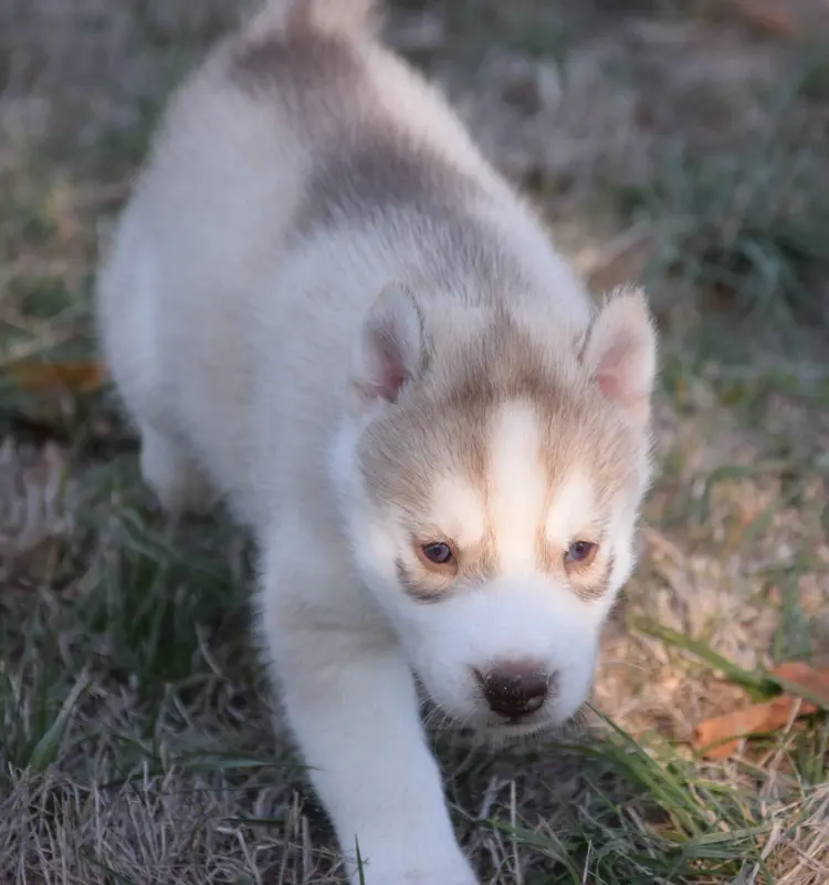 Chiot, Husky sibérien, élevage à Villeneuve-sur-Allier