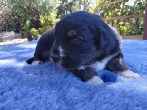 Mademoiselle blanche, Berger australien, élevage Du Vent Occitan